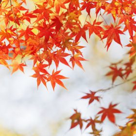 秋の写真イメージ